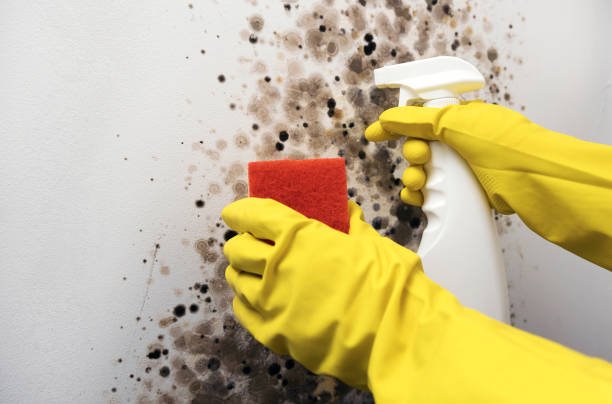 Reliable Matthews, NC Mold Removal Solutions